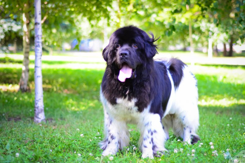 Фото: ньюфаундленд Plushevaya Panda Ferrero Rond Noir (Плюшевая Панда Ферреро Ронд Нуар)