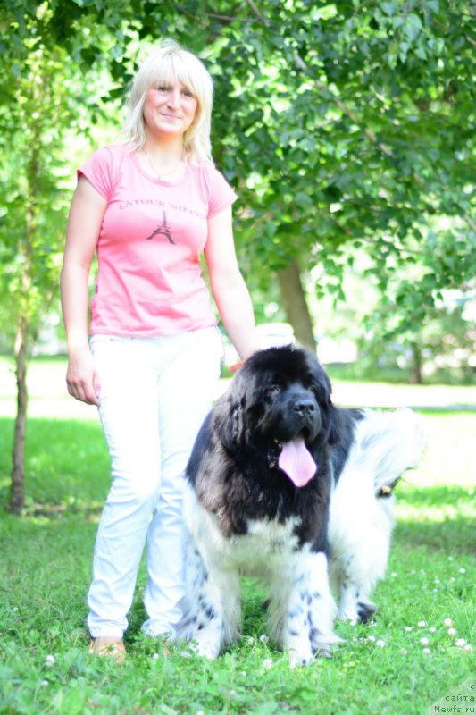 Фото: ньюфаундленд Plushevaya Panda Ferrero Rond Noir (Плюшевая Панда Ферреро Ронд Нуар)