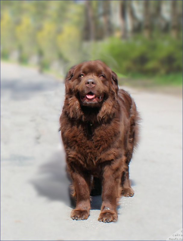 Фото: ньюфаундленд Velikiy Medved' Kameliya (Великий Медведь Камелия)
