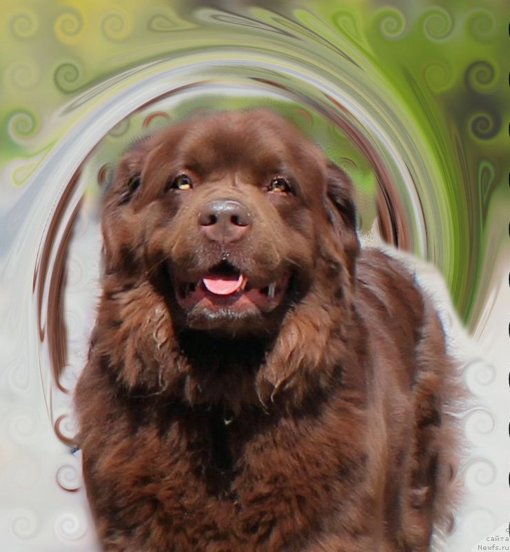 Фото: ньюфаундленд Velikiy Medved' Kameliya (Великий Медведь Камелия)