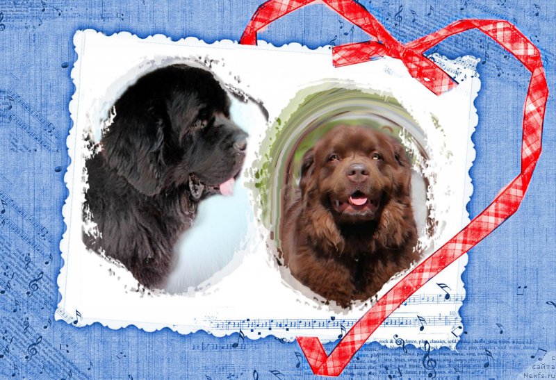 Фото: ньюфаундленд Velikiy Medved' Kameliya (Великий Медведь Камелия), ньюфаундленд Waterbear Arthur