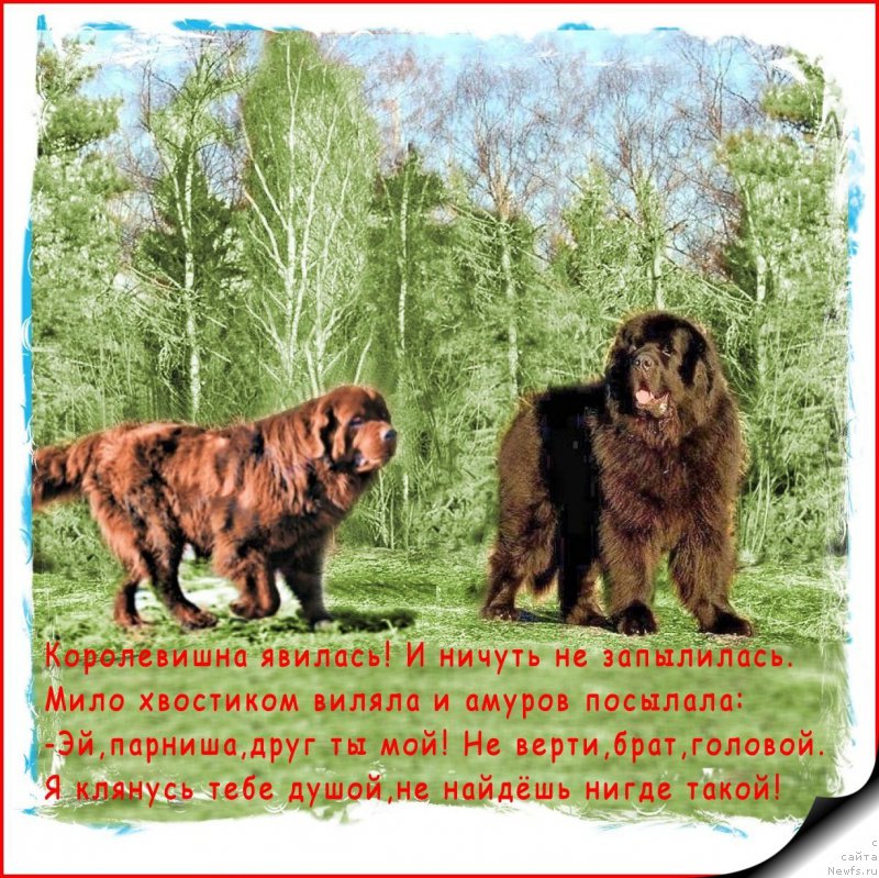 Фото: ньюфаундленд Velikiy Medved' Kameliya (Великий Медведь Камелия), ньюфаундленд Waterbear Arthur