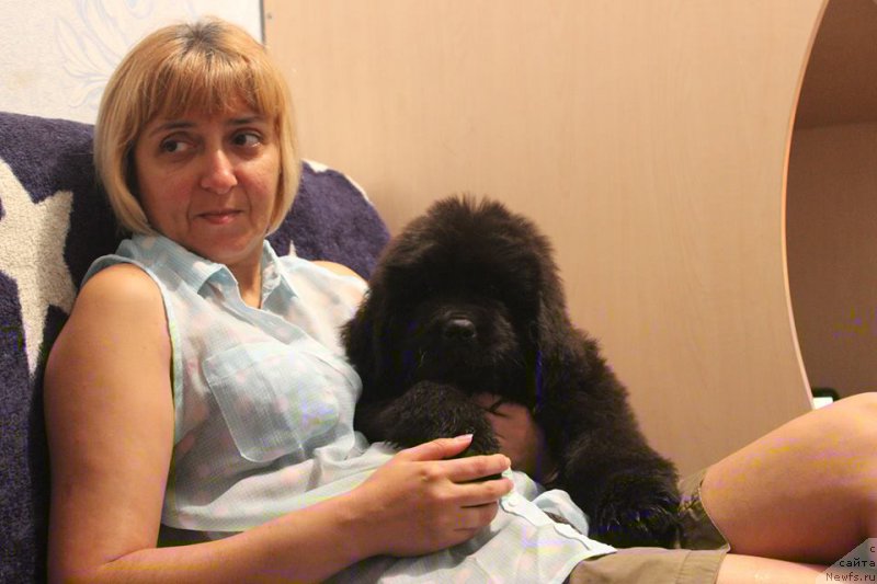 Фото: ньюфаундленд Chernaya Mafia She is a Lady (Черная Мафия Ше ис а Ладу)