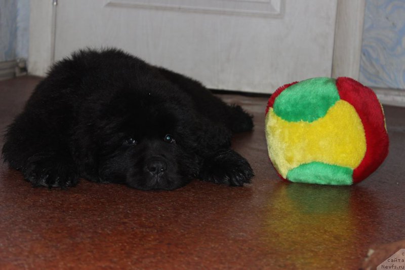 Фото: ньюфаундленд Chernaya Mafia She is a Lady (Черная Мафия Ше ис а Ладу)