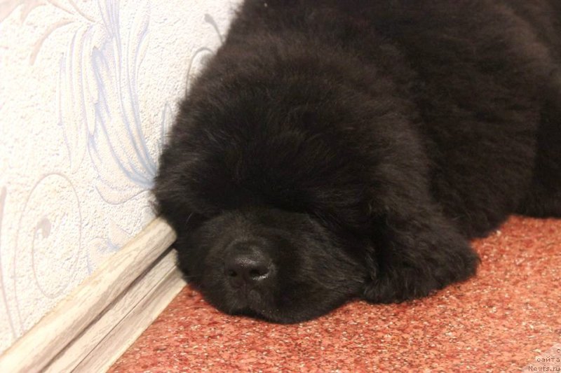 Фото: ньюфаундленд Chernaya Mafia She is a Lady (Черная Мафия Ше ис а Ладу)