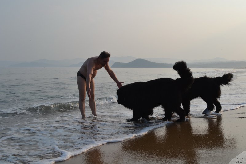 Фото: ньюфаундленд I'm Little Princess Midnight Bear, ньюфаундленд Talisman Morya Magiya Voln (Талисман Моря Магия Волн)