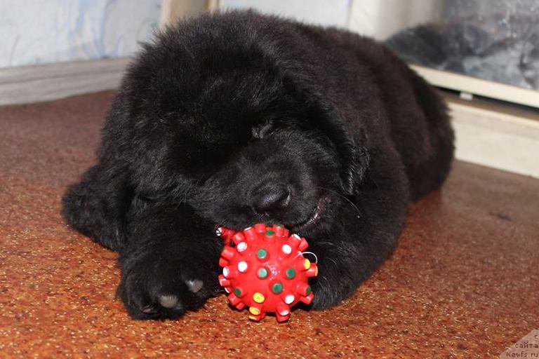 Фото: ньюфаундленд Chernaya Mafia She is a Lady (Черная Мафия Ше ис а Ладу)