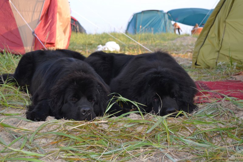 Фото: ньюфаундленд Talisman Morya Magiya Voln (Талисман Моря Магия Волн), ньюфаундленд I'm Little Princess Midnight Bear