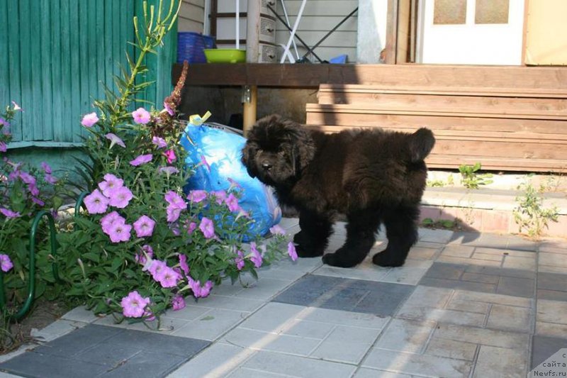 Фото: ньюфаундленд Chernaya Mafia Short and Sweet (Черная Мафия Шорт анд Свеет)