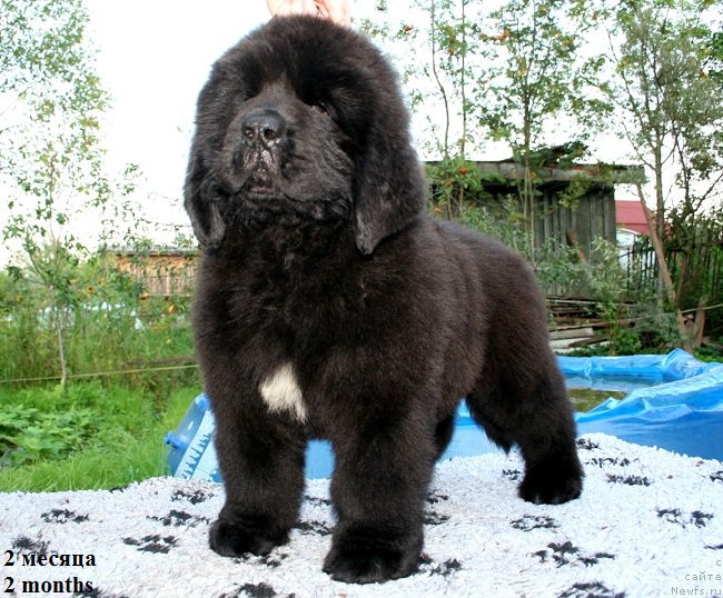 Фотография № 160053