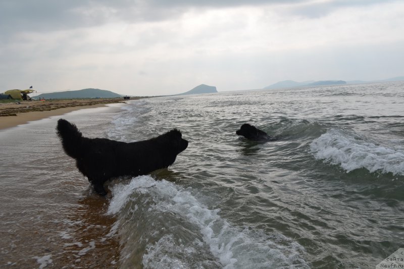 Фото: ньюфаундленд I'm Little Princess Midnight Bear, ньюфаундленд Talisman Morya Magiya Voln (Талисман Моря Магия Волн)