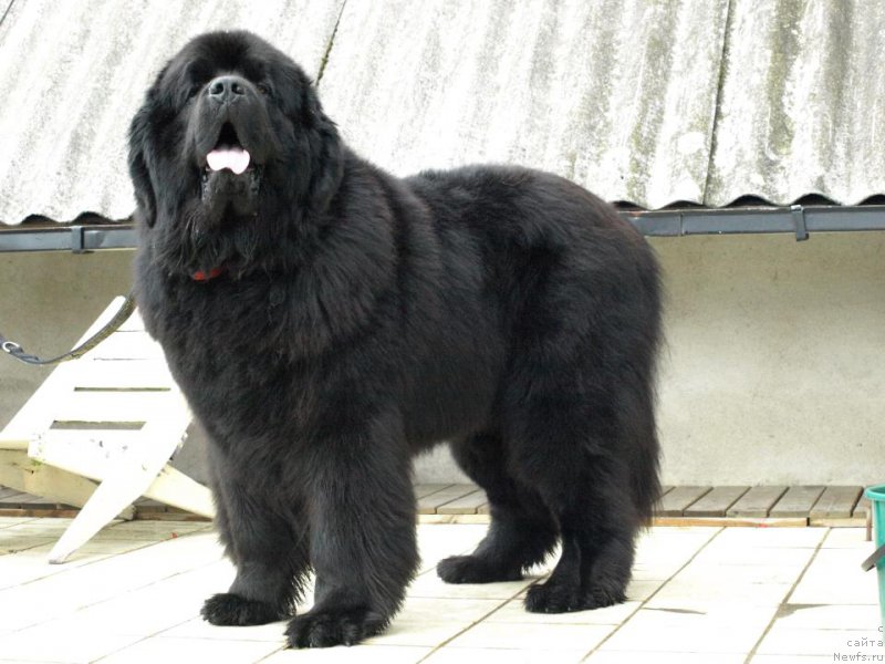 Фотография № 160064