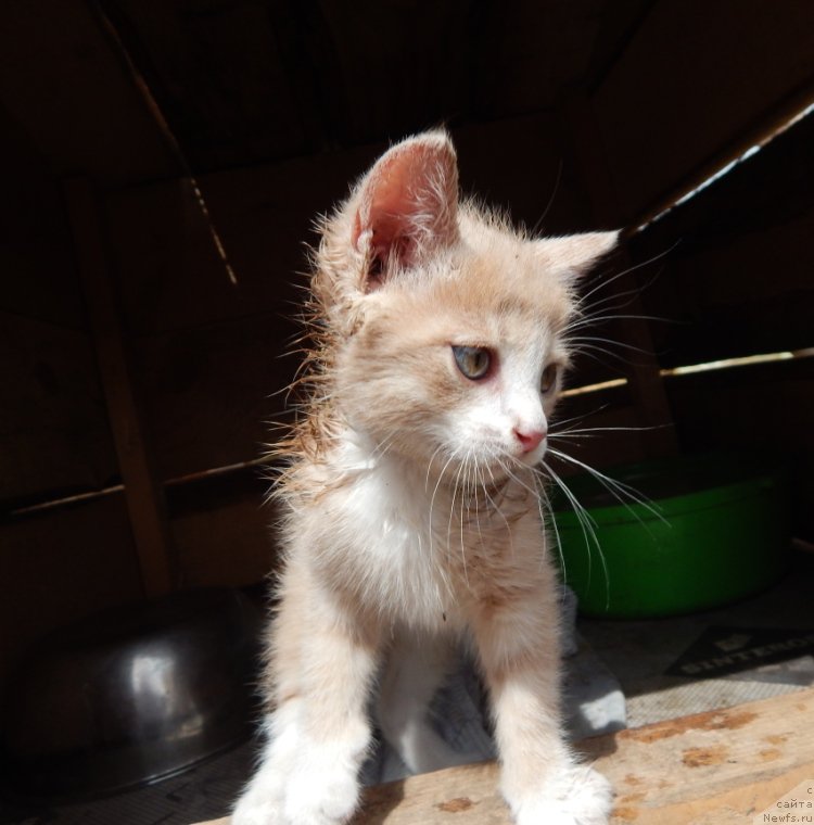 Фотография № 160066