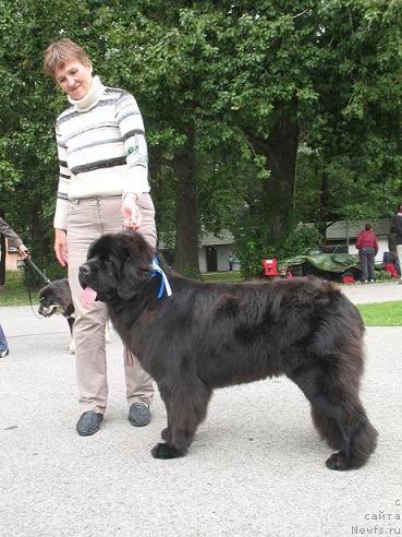 Фото: ньюфаундленд Newgraden Scottish Lady
