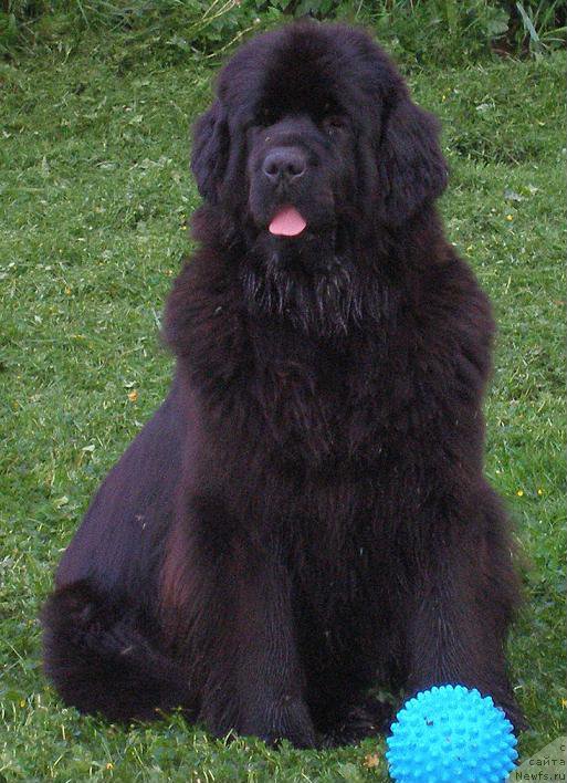 Фото: ньюфаундленд Black Marimon Bambi