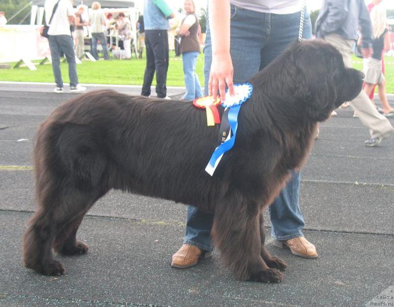 Фото: ньюфаундленд Black Marimon Bambi