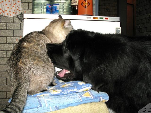 Фото: ньюфаундленд King of Helluland Dizzy Beauty