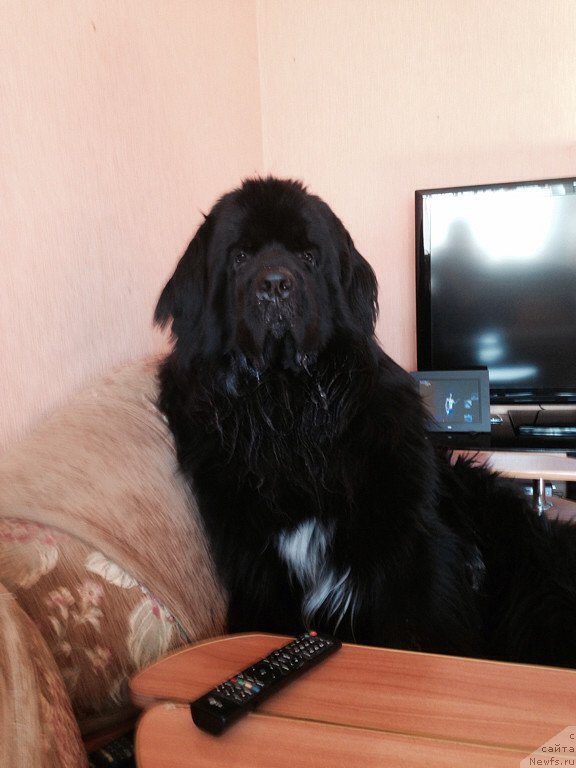 Фото: ньюфаундленд Akvian Song Invizibel YEnjel (Аквиан Сонг Инвизибел Энжел)