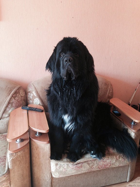 Фото: ньюфаундленд Akvian Song Invizibel YEnjel (Аквиан Сонг Инвизибел Энжел)