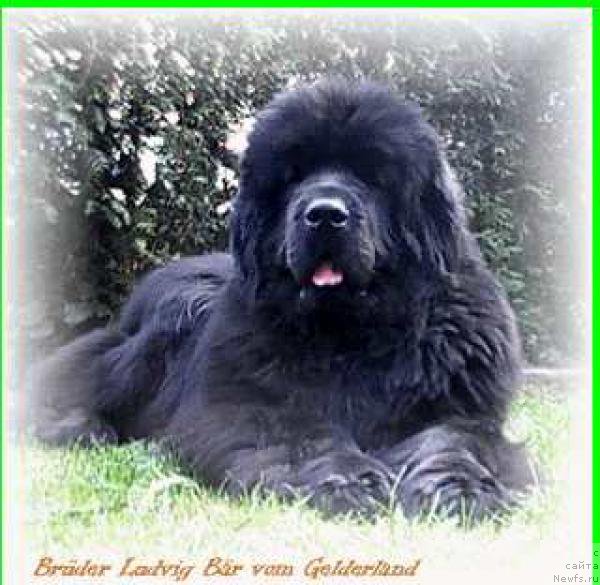 Фото: ньюфаундленд Bruder Ludvig Bar vom Gelderland