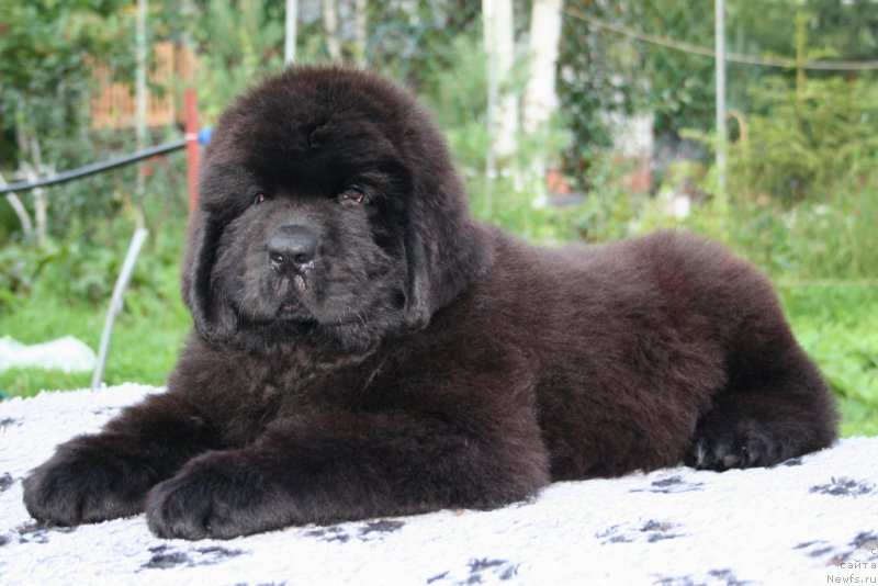 Фото: ньюфаундленд Chernaya Mafia Shot in the Dark (Черная Мафия Шот ин тхе Дарк)