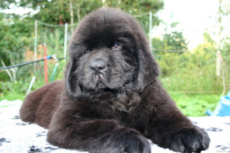 Фото: ньюфаундленд Chernaya Mafia Shot in the Dark (Черная Мафия Шот ин тхе Дарк)