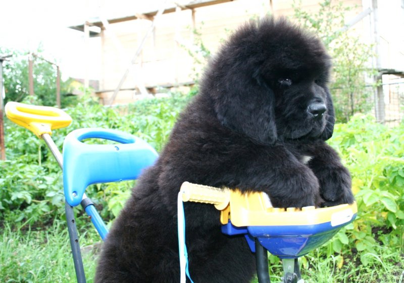 Фото: ньюфаундленд Chernaya Mafia Shot in the Dark (Черная Мафия Шот ин тхе Дарк)