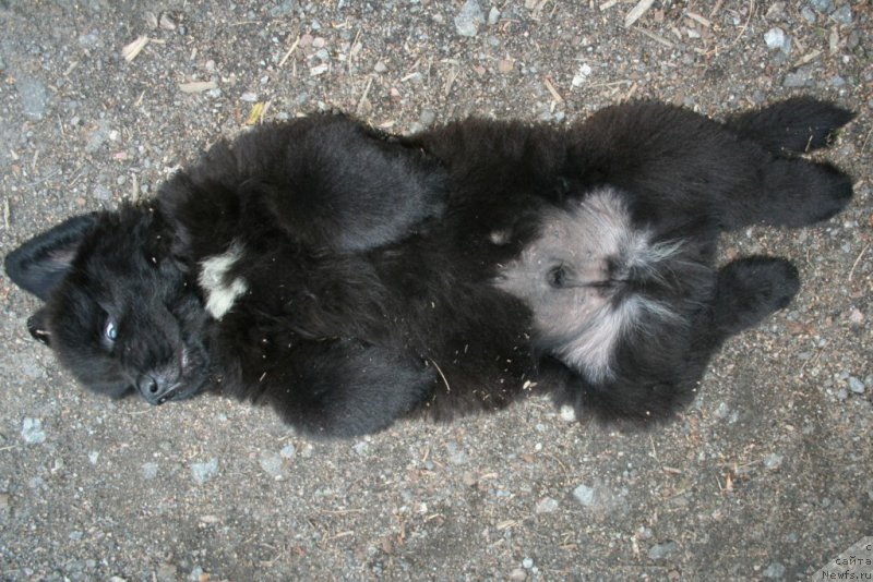 Фото: ньюфаундленд Chernaya Mafia Shot in the Dark (Черная Мафия Шот ин тхе Дарк)
