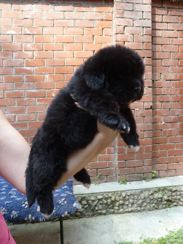 Фото: ньюфаундленд Super Premium Regata (Супер Премиум Регата)