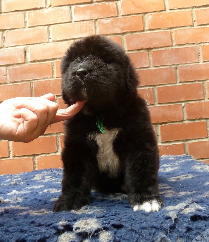 Фото: ньюфаундленд Super Premium Regata (Супер Премиум Регата)