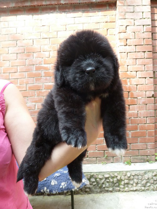 Фото: ньюфаундленд Super Premium Regata (Супер Премиум Регата)