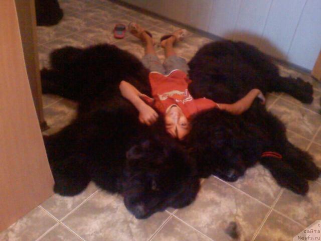 Фото: ньюфаундленд Akim iz Volotova (Аким из Волотова)