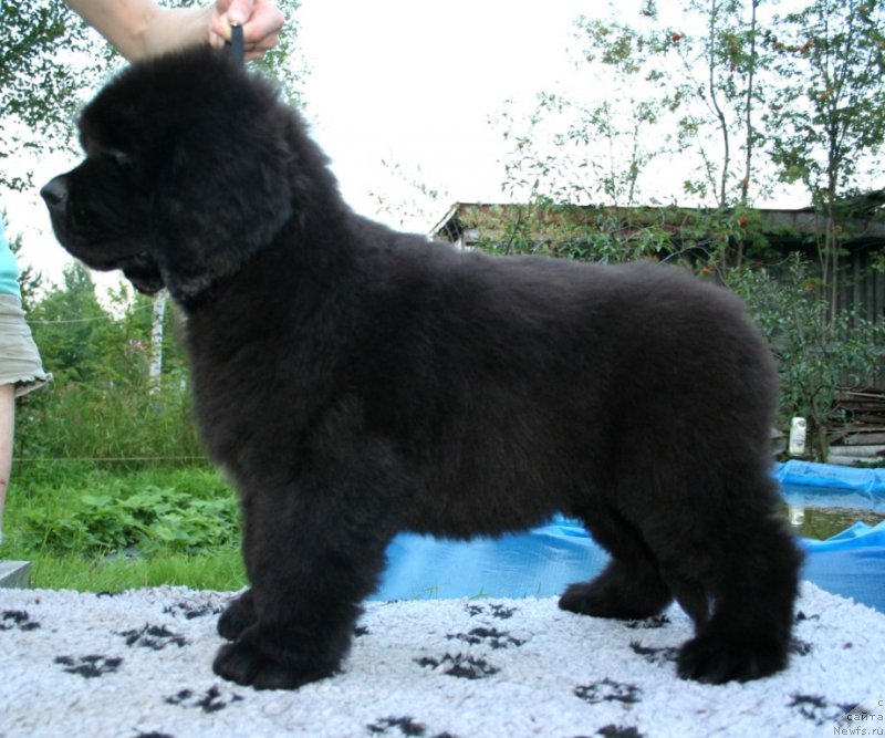 Фотография № 160148