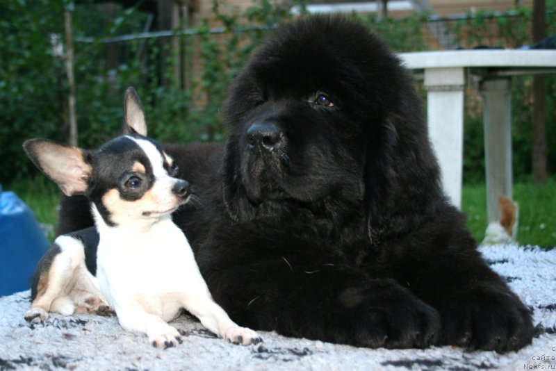 Фотография № 160150