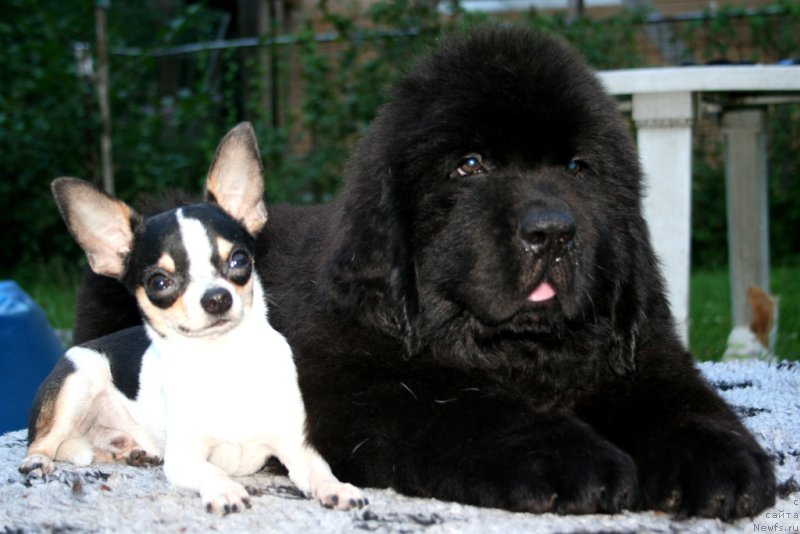 Фотография № 160151