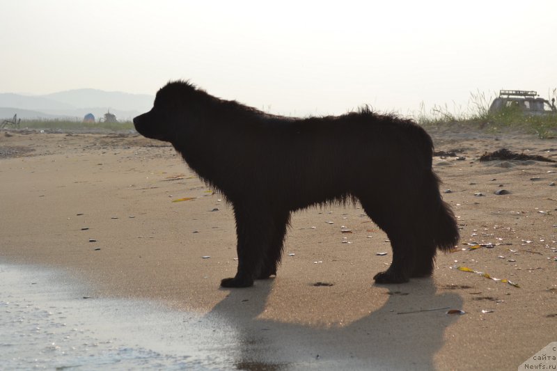 Фото: ньюфаундленд Talisman Morya Magiya Voln (Талисман Моря Магия Волн)