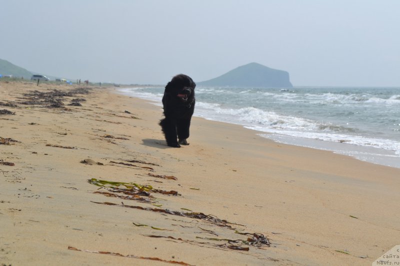Фото: ньюфаундленд Talisman Morya Magiya Voln (Талисман Моря Магия Волн)