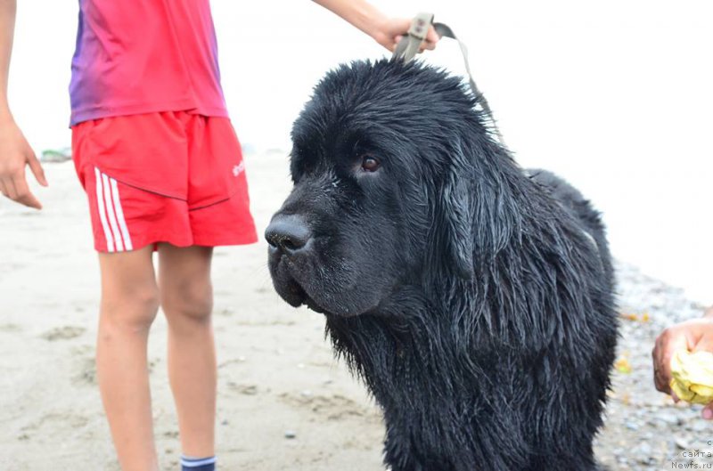 Фото: ньюфаундленд Chernaya Mafia Matter of Time (Черная Мафия Маттер оф Тиме)