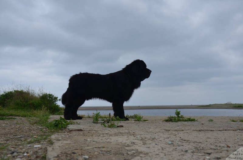 Фото: ньюфаундленд Chernaya Mafia Matter of Time (Черная Мафия Маттер оф Тиме)