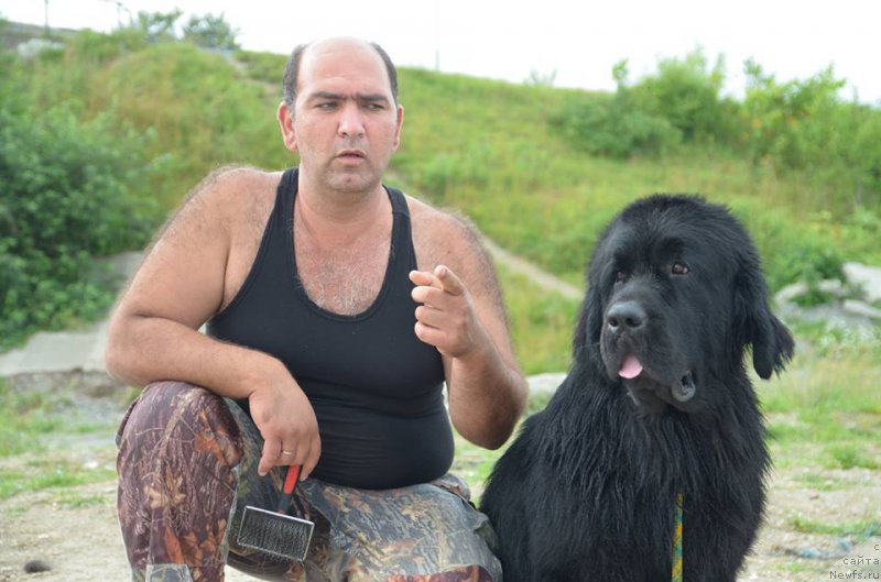 Фото: ньюфаундленд Chernaya Mafia Matter of Time (Черная Мафия Маттер оф Тиме)