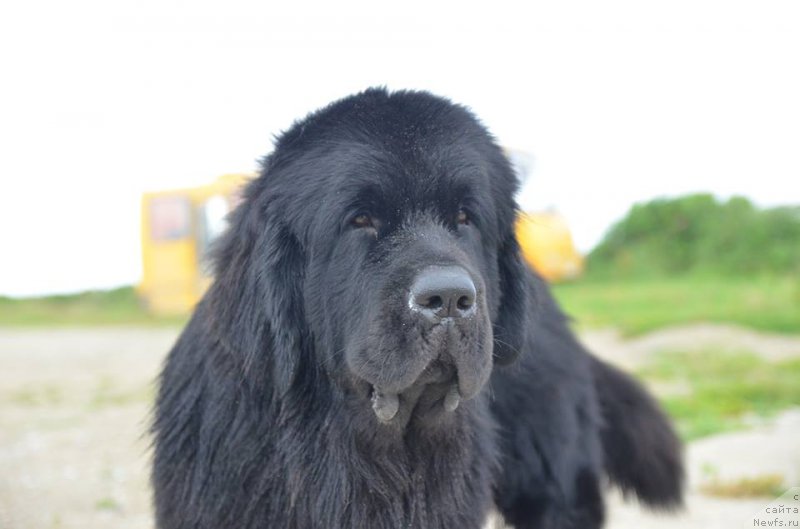 Фото: ньюфаундленд Chernaya Mafia Matter of Time (Черная Мафия Маттер оф Тиме)