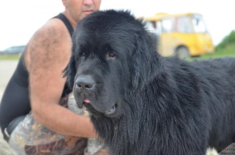 Фото: ньюфаундленд Chernaya Mafia Matter of Time (Черная Мафия Маттер оф Тиме)