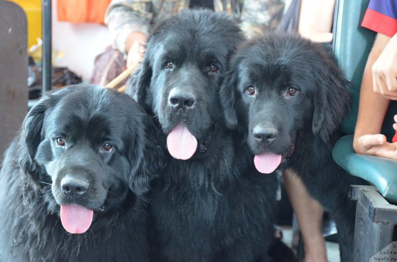Фото: ньюфаундленд Donats Prayd Betti Tetcher (Донатс Прайд Бетти Тетчер), ньюфаундленд Chernaya Mafia Matter of Time (Черная Мафия Маттер оф Тиме), ньюфаундленд YEvrika iz Antagrada (Эврика из Антаграда)