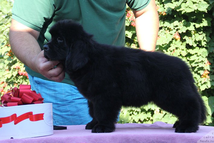 Фото: ньюфаундленд Aramis s Berega Dona (Арамис с Берега Дона)