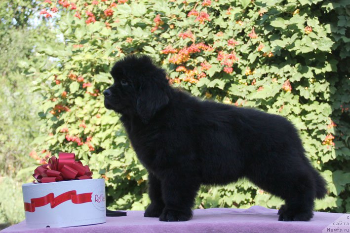 Фото: ньюфаундленд Aramis s Berega Dona (Арамис с Берега Дона)