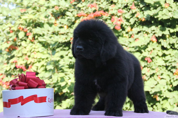 Фото: ньюфаундленд Aramis s Berega Dona (Арамис с Берега Дона)