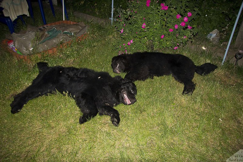 Фото: ньюфаундленд L'vinoe Serdce (Львиное Сердце), ньюфаундленд CHernyiy Balu Dobryinya (Черный Балу Добрыня)