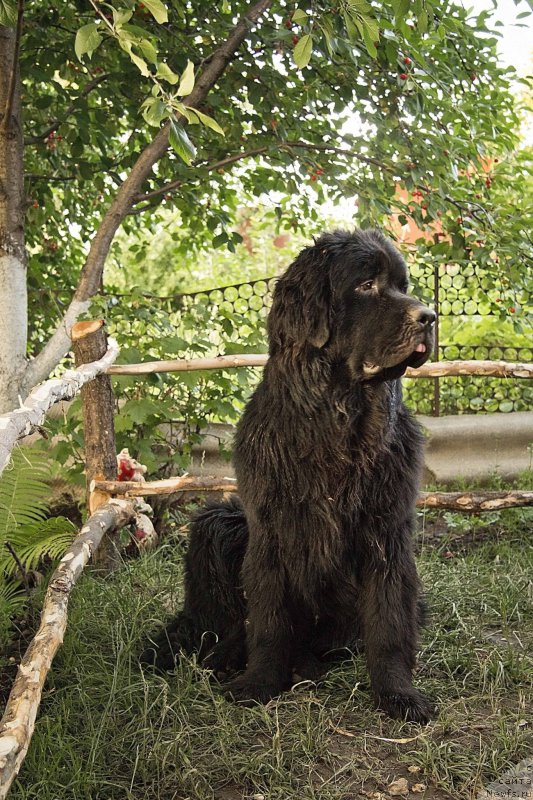 Фото: ньюфаундленд CHernyiy Balu Dobryinya (Черный Балу Добрыня)