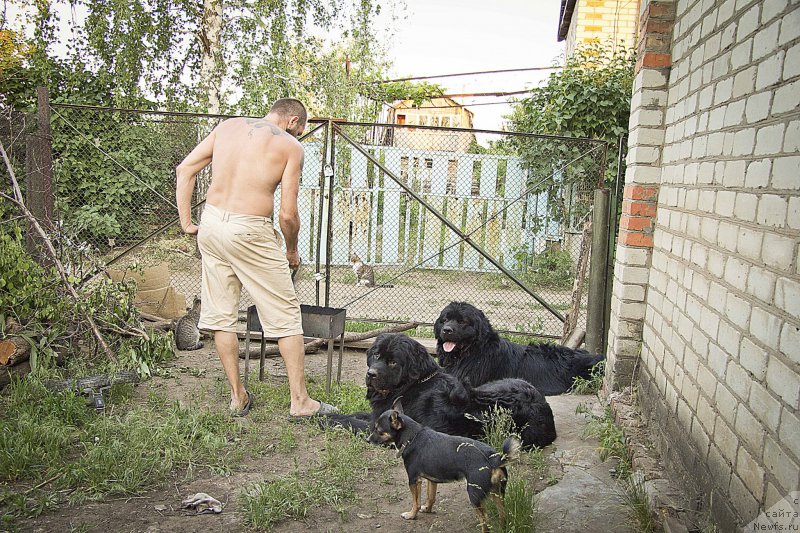 Фото: Фима, Andrey Volkov (Андрей Волков), Филя, ньюфаундленд CHernyiy Balu Dobryinya (Черный Балу Добрыня), ньюфаундленд L'vinoe Serdce (Львиное Сердце), Фрося