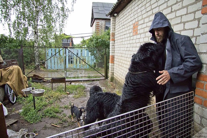 Фото: ньюфаундленд L'vinoe Serdce (Львиное Сердце), ньюфаундленд CHernyiy Balu Dobryinya (Черный Балу Добрыня), Andrey Volkov (Андрей Волков)